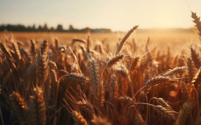 Harvest Time